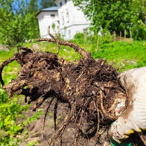 Новые товары и услуги в городе
 Богучар